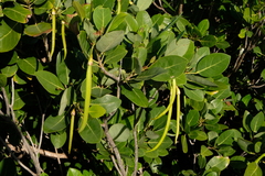 Tabebuia pallida