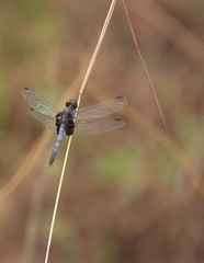 Erythrodiplax unimaculata