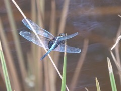 Erythrodiplax unimaculata