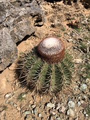 Melocactus macracanthos