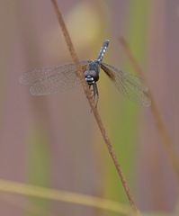 Erythrodiplax maculosa