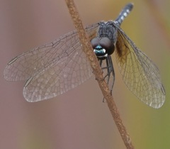 Erythrodiplax maculosa