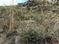 Smelowskia alba