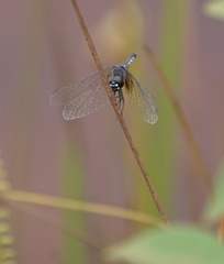 Erythrodiplax maculosa