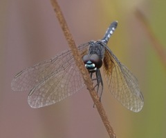 Erythrodiplax maculosa