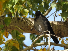 Corvus dauuricus