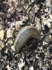 Meghimatium pictum