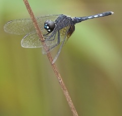 Erythrodiplax maculosa