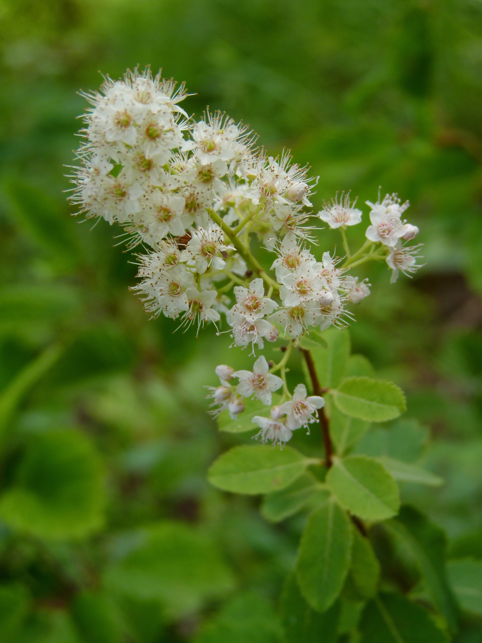 Spiraea alba var. latifolia