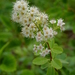 Broad-Leaved Meadowsweet - Photo (c) Dendroica cerulea, some rights reserved (CC BY-NC-SA)