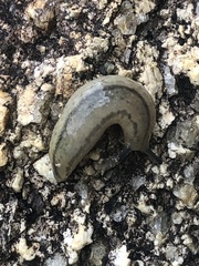 Meghimatium pictum
