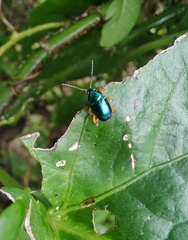 Nodocolaspis costipennis