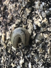 Meghimatium pictum