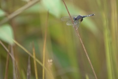 Erythrodiplax maculosa