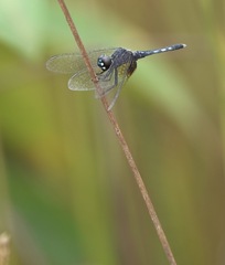 Erythrodiplax maculosa