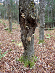 Pseudospongipellis delectans