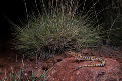 Eremiascincus richardsonii