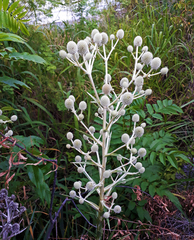 Eryngium horridum