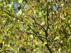Phylloscopus humei
