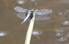 Erythrodiplax unimaculata