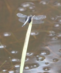 Erythrodiplax unimaculata