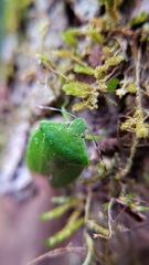 Nezara viridula