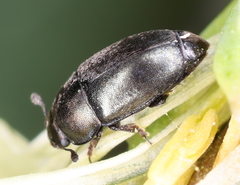 Meligethinae