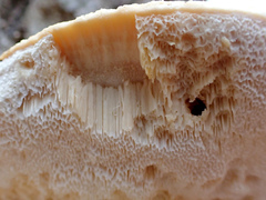 Pseudospongipellis delectans