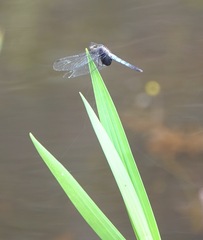 Erythrodiplax unimaculata