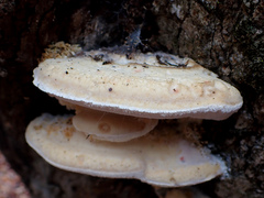 Pseudospongipellis delectans