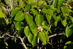 Ficus citrifolia