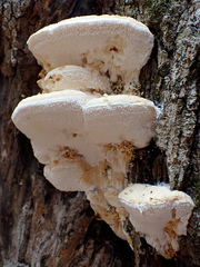 Pseudospongipellis delectans