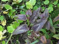 Persicaria microcephala