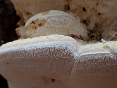 Pseudospongipellis delectans