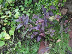 Persicaria microcephala