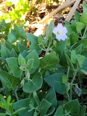 Mirabilis tenuiloba
