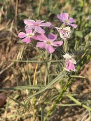 Phlox longifolia
