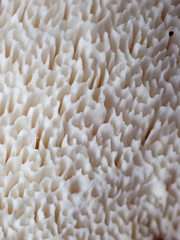 Pseudospongipellis delectans