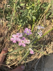 Phlox longifolia