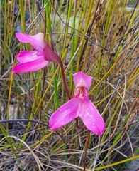 Disa venosa