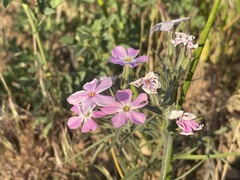 Phlox longifolia