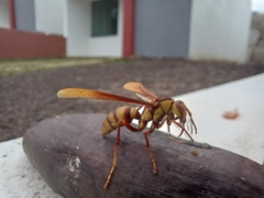 Polistes major