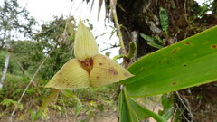 Maxillaria erikae