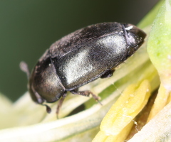 Meligethinae