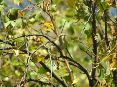 Phylloscopus humei