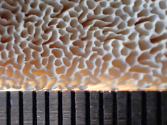 Pseudospongipellis delectans