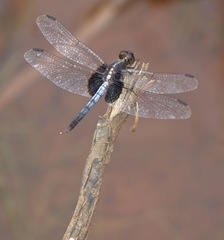 Erythrodiplax unimaculata