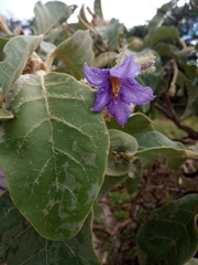 Leptostemonum
