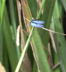 Zenithoptera fasciata
