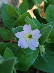Mirabilis tenuiloba